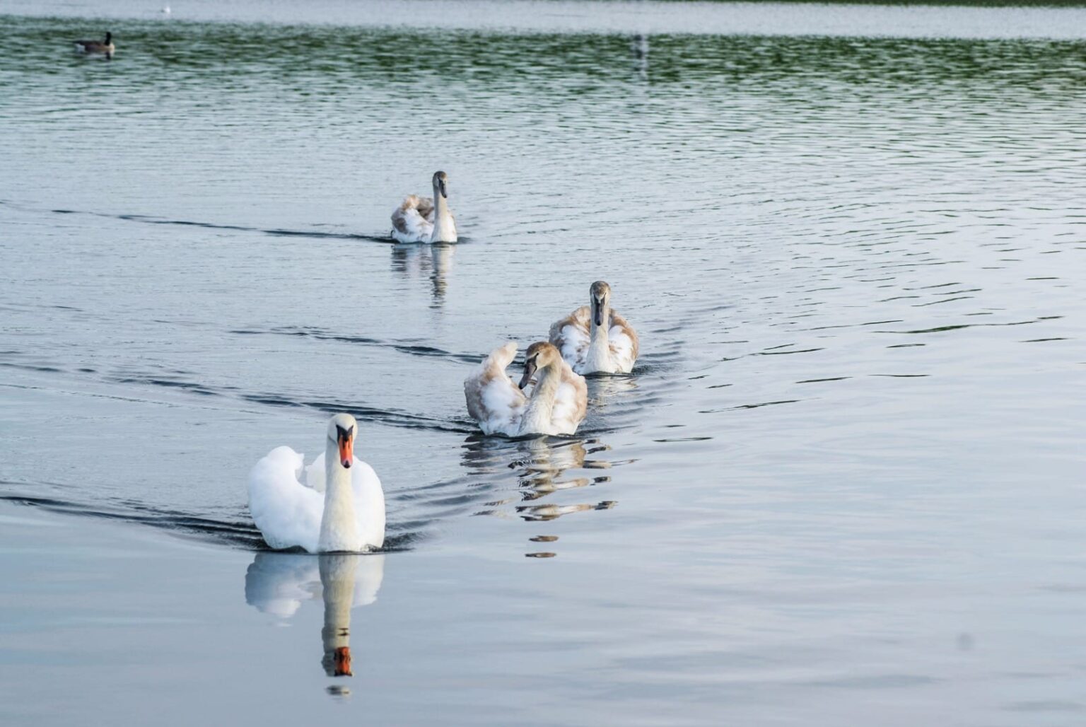 Fairhaven Lake enjoy walks and watching the wildlife